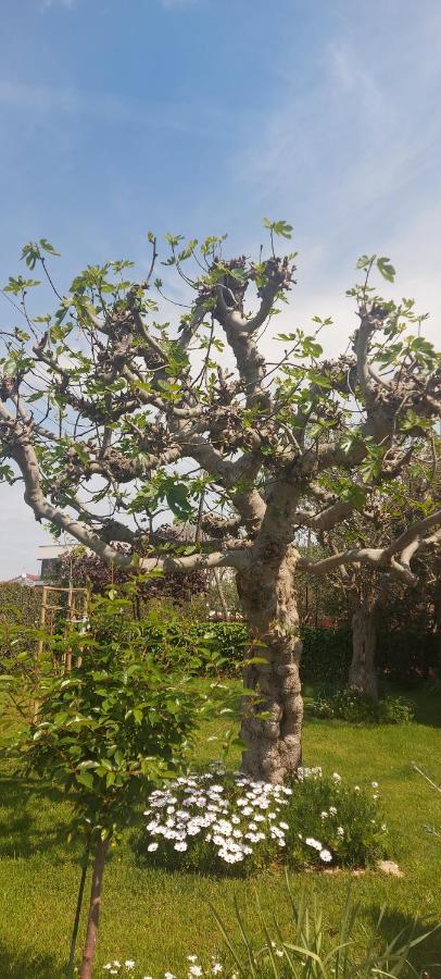 Olive Tree Lejlighed Zadar Eksteriør billede